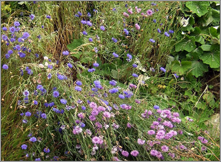 Cornflower, Centaurea cyanus, Gormn