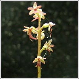 Lesser Twayblade, Neottia cordata, Ddhuilleog bheag