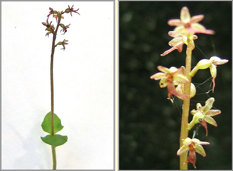 Lesser Twayblade, Neottia cordata, Ddhuilleog bheag