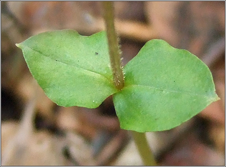 Lesser Twayblade, Listera cordata, Ddhuilleog bheag