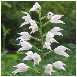 Narrow-leaved Helleborine, Cephalanthera longifolia, Cuaichn caol