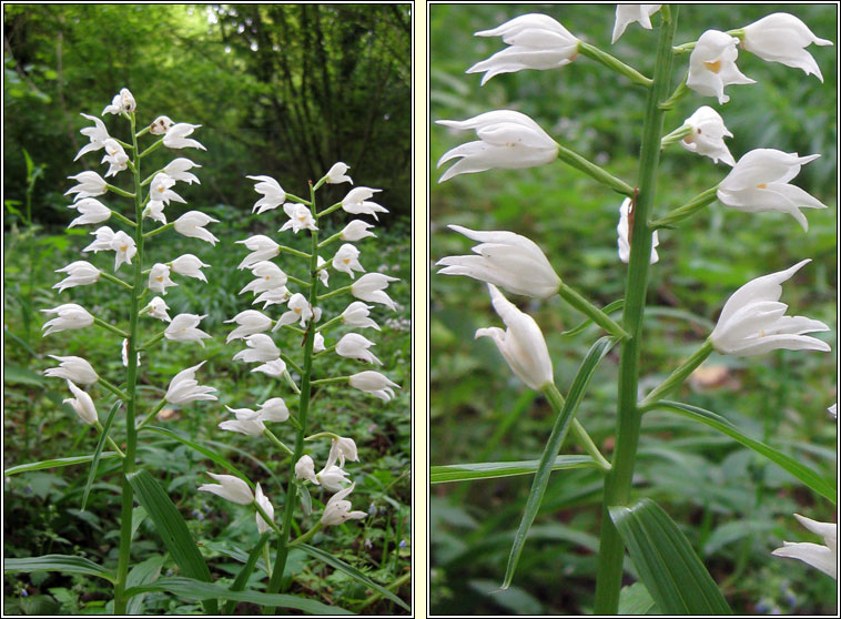 Narrow-leaved Helleborine, Cephalanthera longifolia, Cuaichn caol