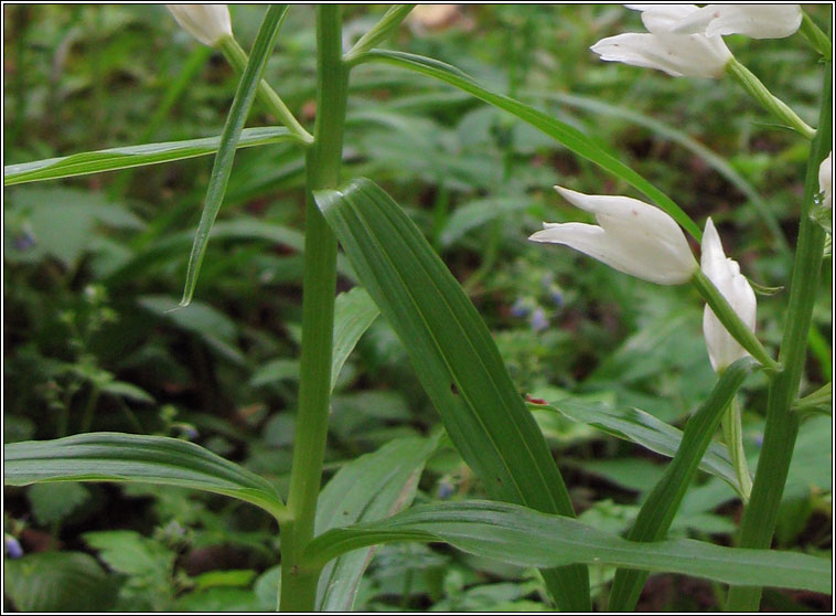 Narrow-leaved Helleborine, Cephalanthera longifolia, Cuaichn caol