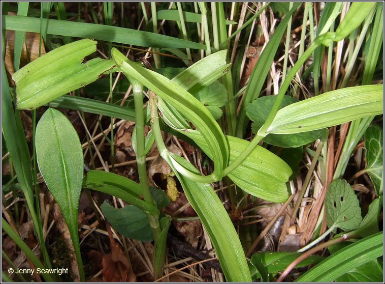 Narrow-leaved Helleborine, Cephalanthera longifolia, Cuaichn caol