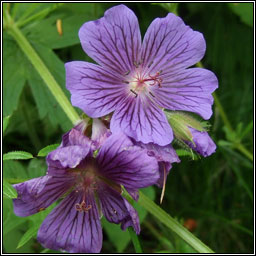 Caucasian Crane's-bill, Geranium ibericum