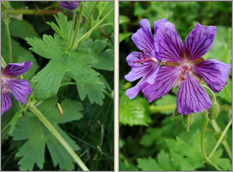 Caucasian Crane's-bill, Geranium ibericum