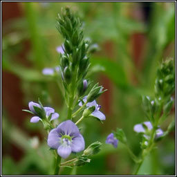 Blue Water-speedwell, Veronica anagallis-aquatica, Biolar gr