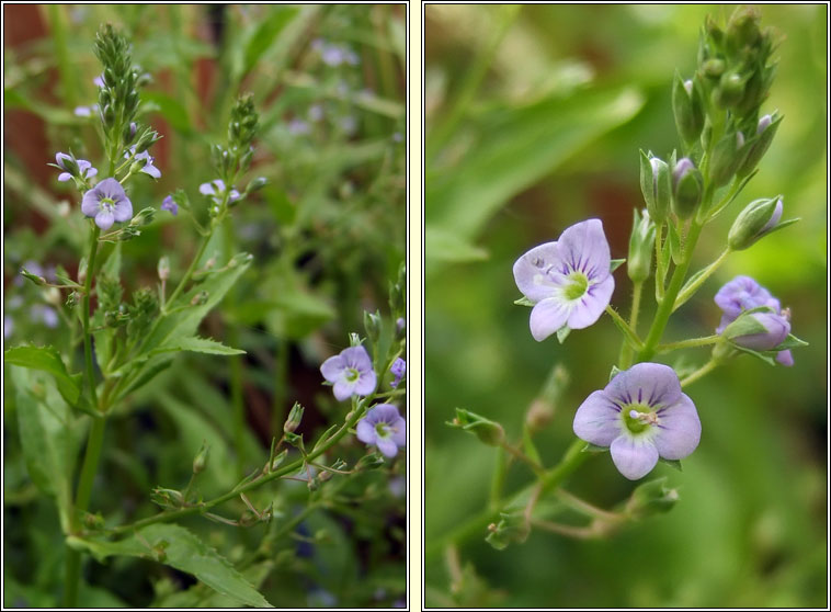 Blue Water-speedwell, Veronica anagallis-aquatica, Biolar gr