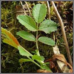 Small-flowered Sweet-briar, Rosa micrantha, Dris chumhra bheag