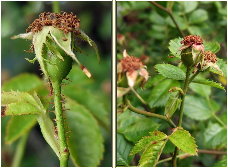 Small-flowered Sweet-briar, Rosa micrantha, Dris chumhra bheag