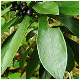 Spurge-laurel, Daphne laureola