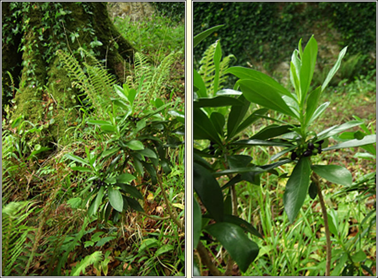 Spurge-laurel, Daphne laureola