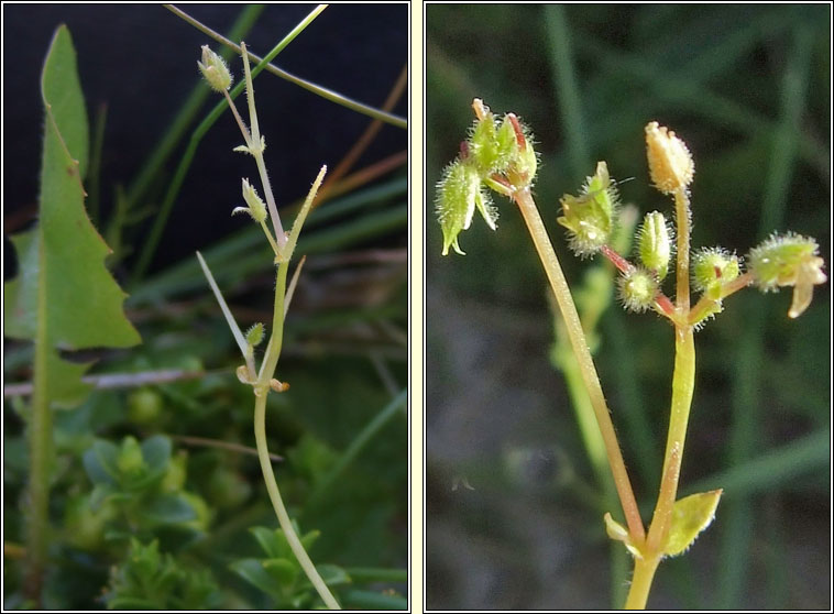 Lesser Chickweed, Stellaria pallida