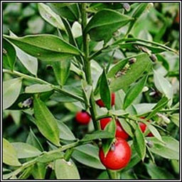 Butchers-broom, Ruscus aculeatus