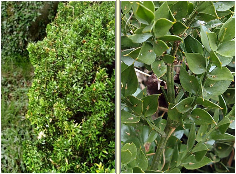 Butchers-broom, Ruscus aculeatus