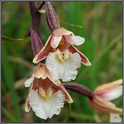 Marsh Helleborine, Epipactis palustris, Cuaichn corraigh