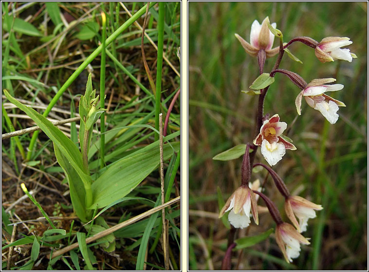 Marsh Helleborine, Epipactis palustris, Cuaichn corraigh