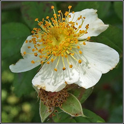 Field-rose, Rosa arvensis, Rós léana
