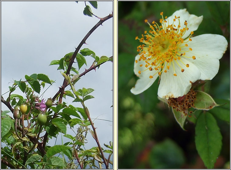 Field-rose, Rosa arvensis, Rs lana