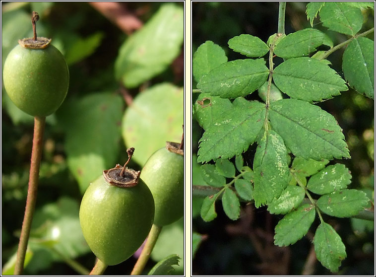 Field-rose, Rosa arvensis, Rs lana