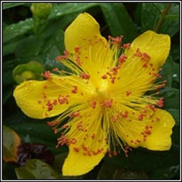 Rose-of-Sharon, Hypericum calycinum, Lus bu Mhanannin