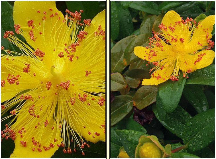 Rose-of-Sharon, Hypericum calycinum, Lus bu Mhanannin