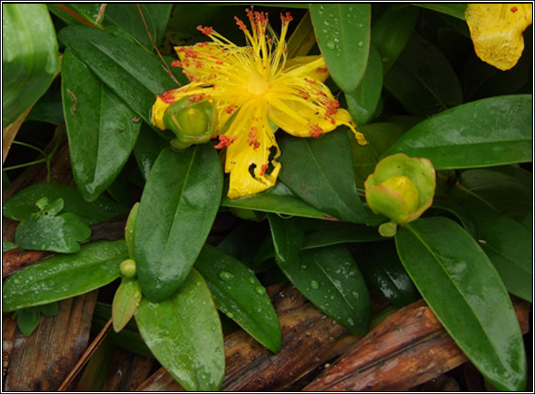 Rose-of-Sharon, Hypericum calycinum, Lus bu Mhanannin