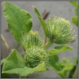 Wood Burdock, Arctium nemorosum, Cndn fil