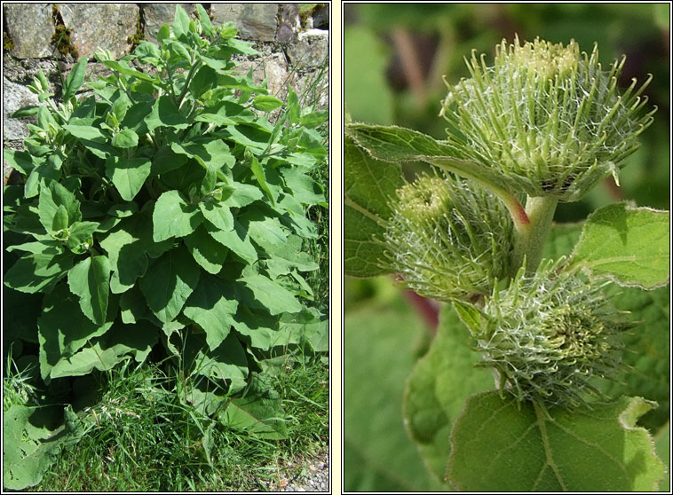 Wood Burdock, Arctium nemorosum, Cndn fil