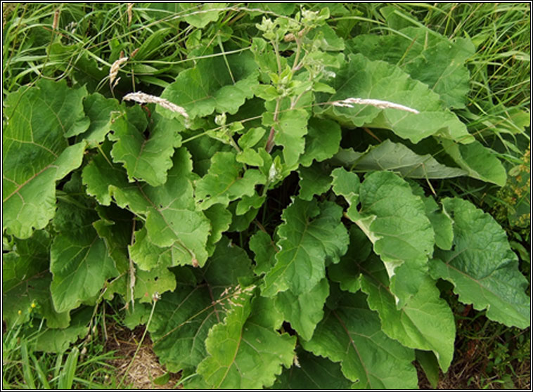 Wood Burdock, Arctium nemorosum, Cndn fil