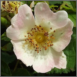 Short-styled Field-rose, Rosa stylosa, Rs stleach