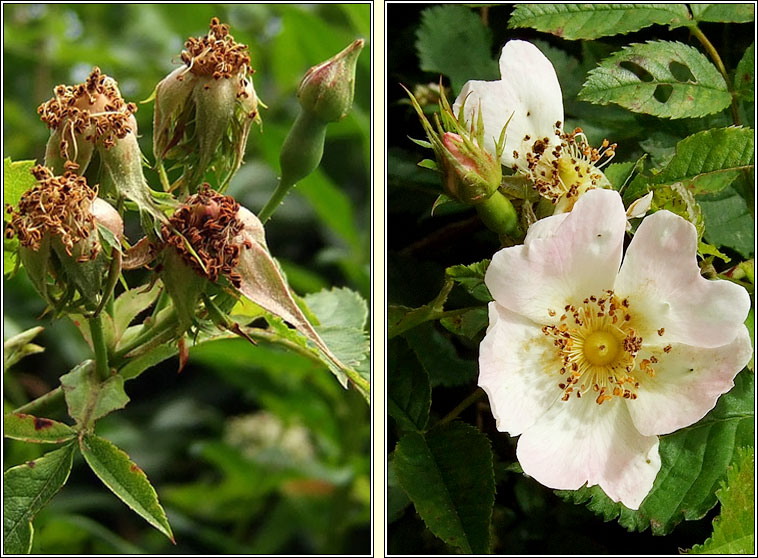 Short-styled Field-rose, Rosa stylosa, Rs stleach