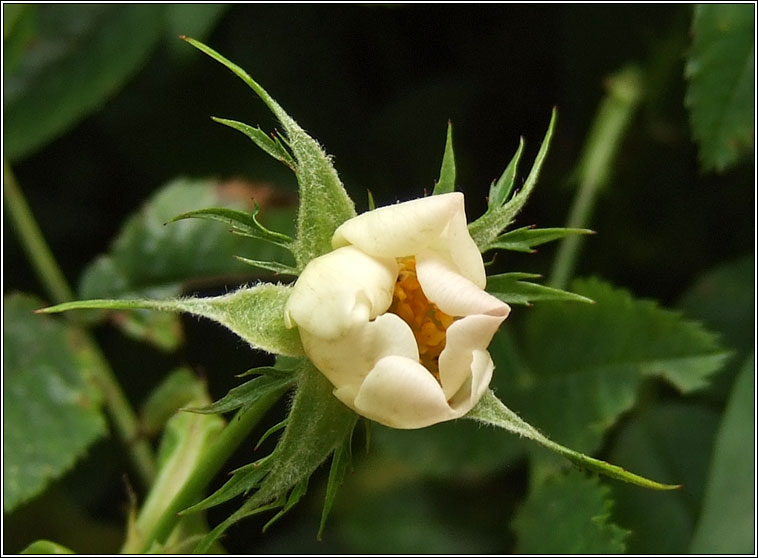 Short-styled Field-rose, Rosa stylosa, Rs stleach