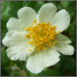 Rosa x irregularis, Rosa arvensis x canina