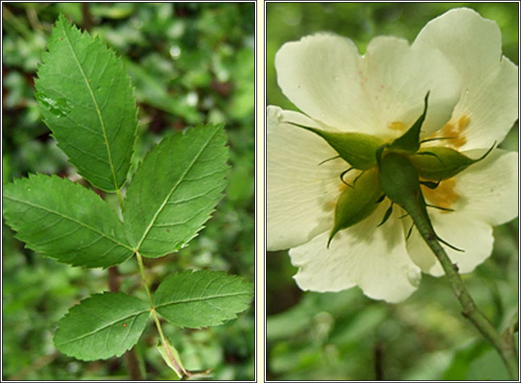 Rosa x irregularis, Rosa arvensis x canina