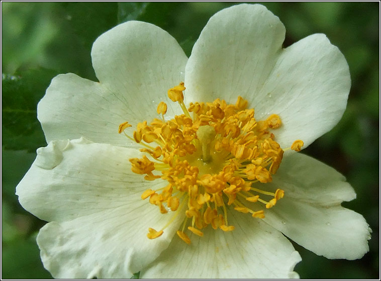 Rosa x irregularis, Rosa arvensis x canina