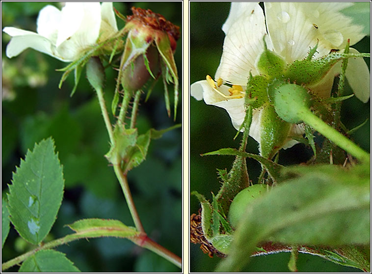 Dog-rose x Harsh Downy-rose, Rosa x scabriuscula