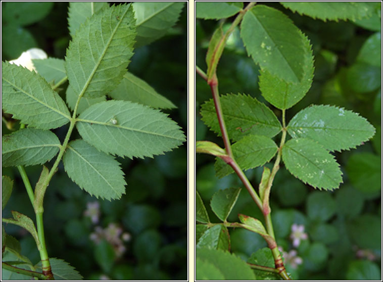 Dog-rose x Harsh Downy-rose, Rosa x scabriuscula