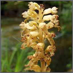 Bird's-nest Orchid, Neottia nidus-avis, Magairlín neide éin