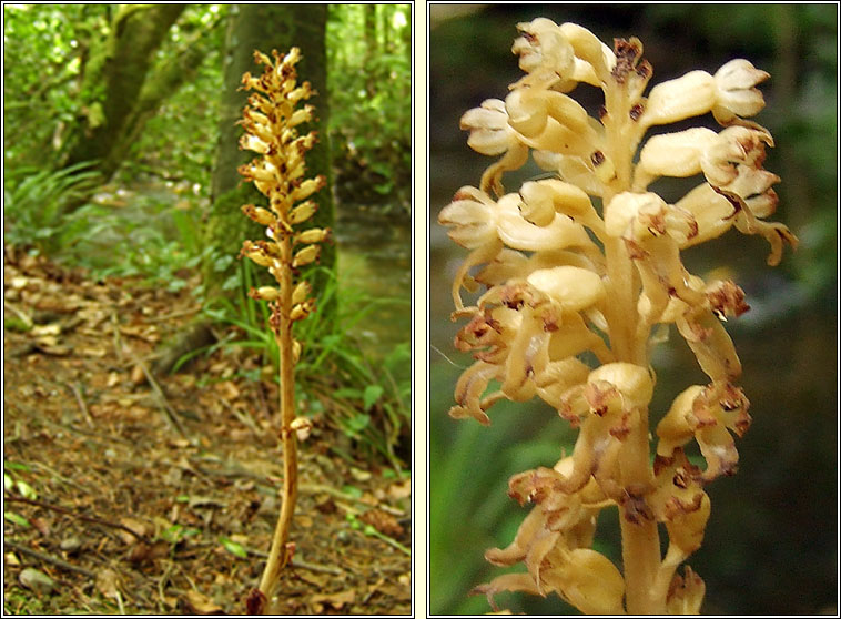 Bird's-nest Orchid, Neottia nidus-avis, Magairln neide in