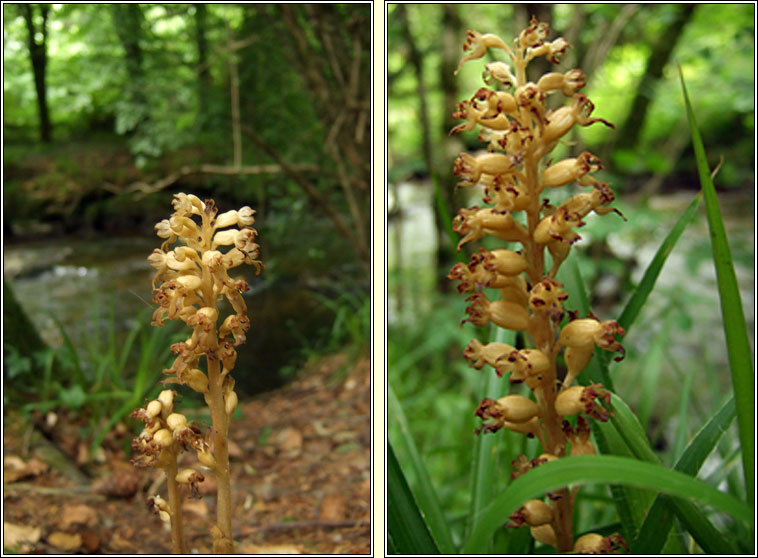 Bird's-nest Orchid, Neottia nidus-avis, Magairln neide in