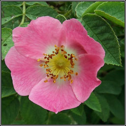 Sherard's Downy-rose, Rosa sherardii, Rós Shioraird