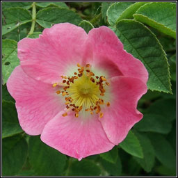 Sherard's Downy-rose, Rosa sherardii, Rs Shioraird