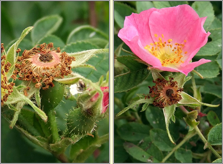 Sherard's Downy-rose, Rosa sherardii, Rs Shioraird