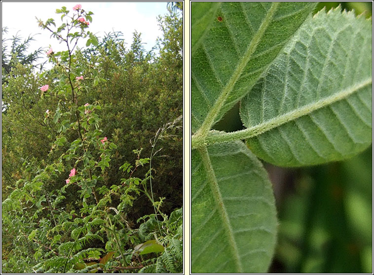 Sherard's Downy-rose, Rosa sherardii, Rs Shioraird