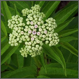 Dwarf Elder, Sambucus ebulus, Tromn