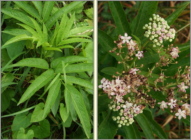 Dwarf Elder, Sambucus ebulus, Tromn