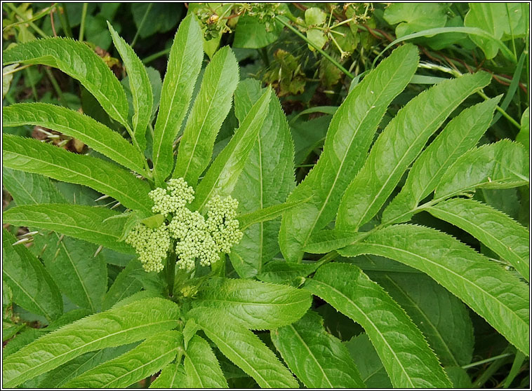 Dwarf Elder, Sambucus ebulus, Tromn