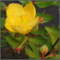 Forrest's Tutsan, Hypericum forrestii