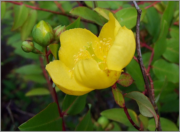 Forrest's Tutsan, Hypericum forrestii